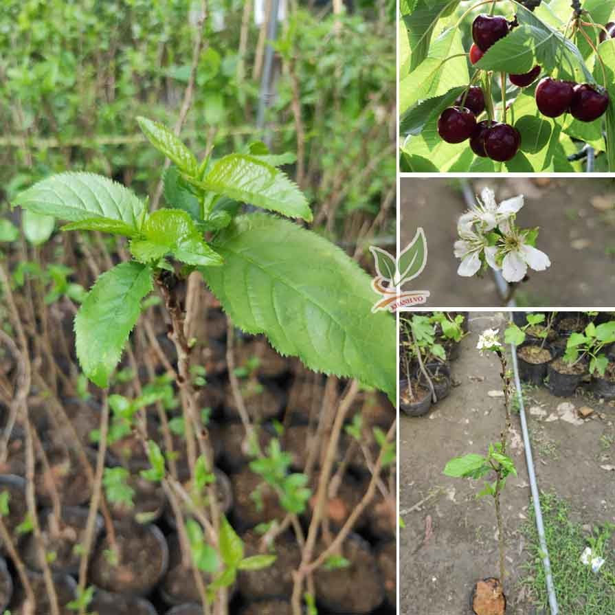 Cây Cherry Mỹ giống cao 20-30cm