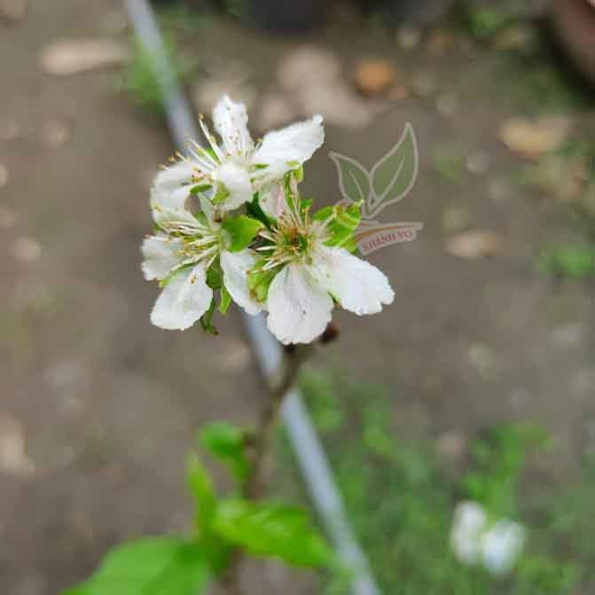 Cây Cherry Mỹ giống cao 20-30cm 2