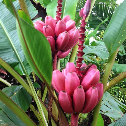 Cây Chuối Đỏ Dacca cao 20-30 cm