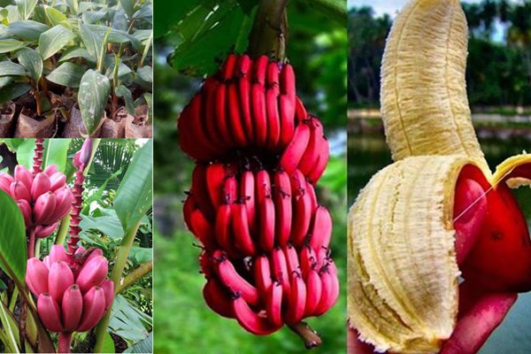 Cây Chuối Đỏ Dacca cây giống 3
