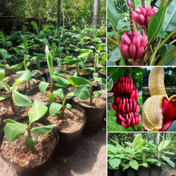 Cây Chuối Đỏ Dacca cây giống