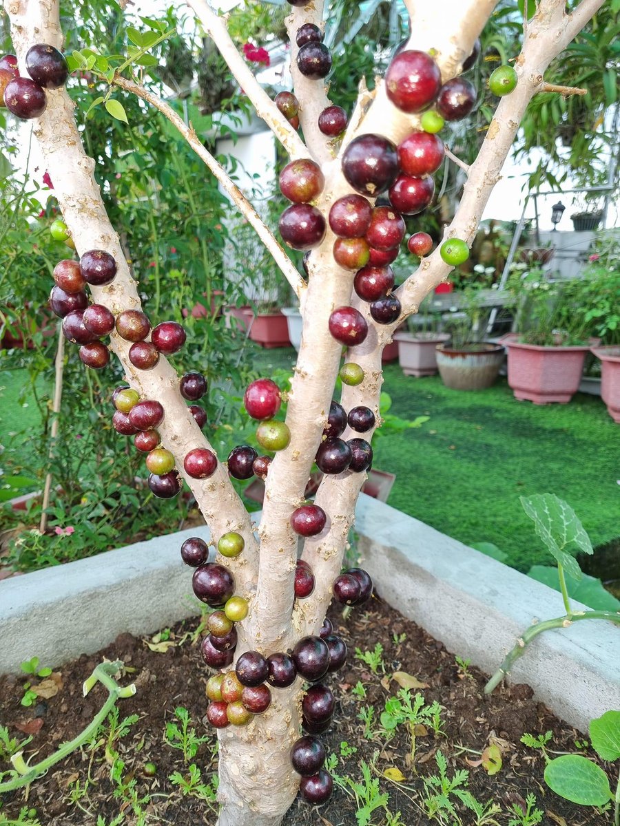 Cây giống Nho Thân Gỗ tứ quý lá to 2