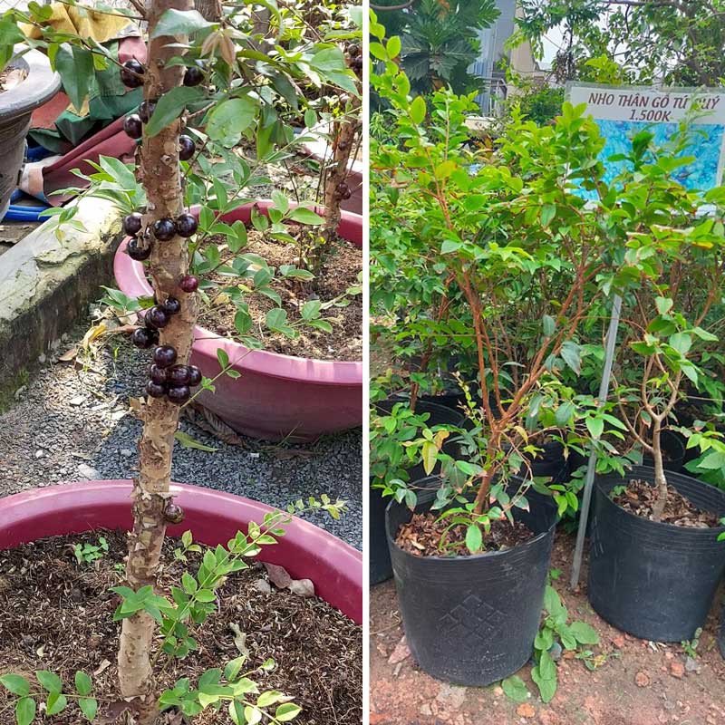 Cây giống Nho Thân Gỗ tứ quý lá to