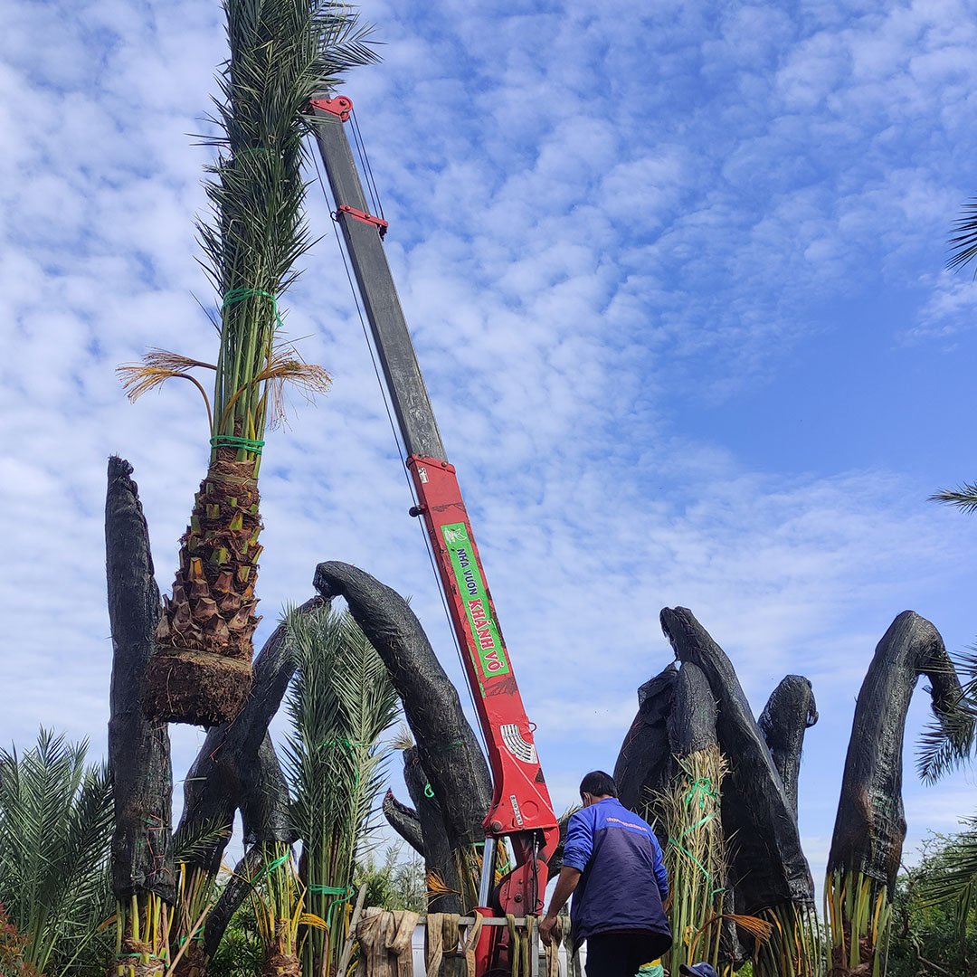 Cây Chà Là Barhee UAE (Ả Rập) 2