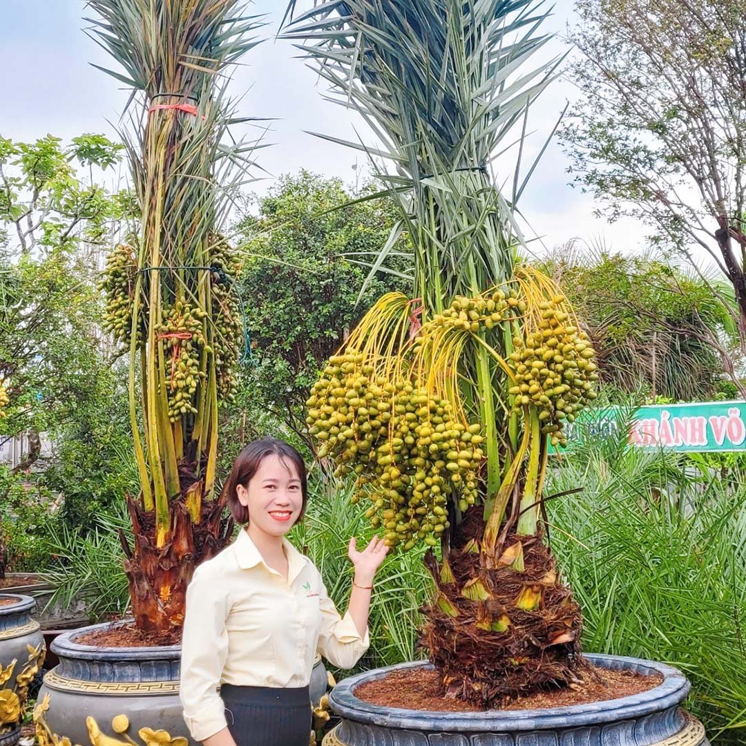 Cây Chà Là Barhee UAE (Ả Rập)