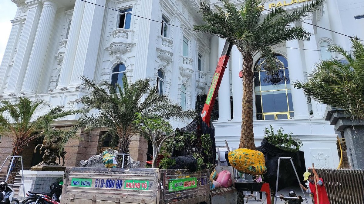 Cây Chà Là Barhee UAE (Ả Rập) 3