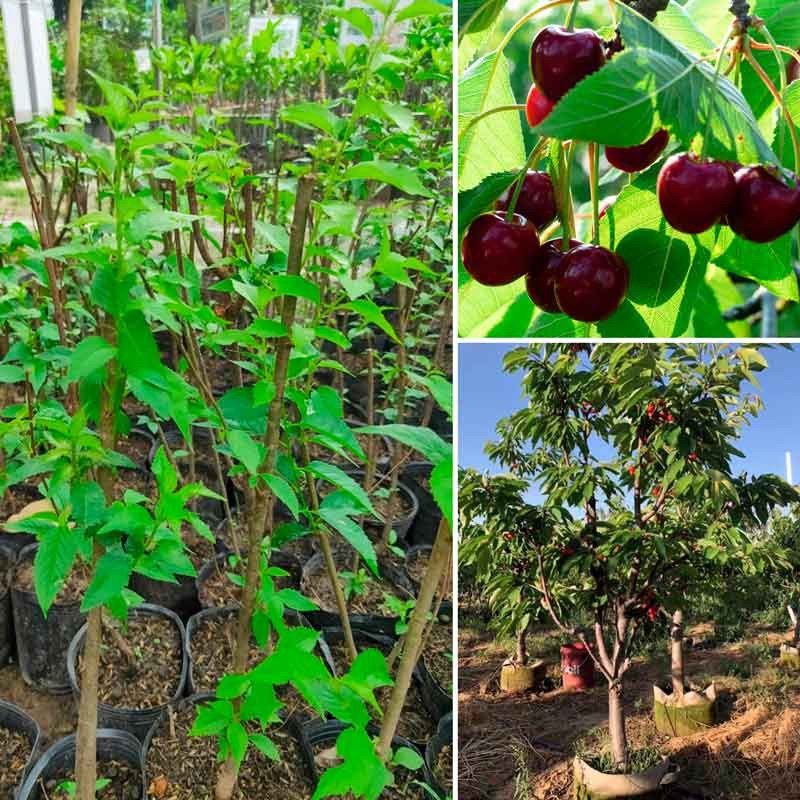 Cây giống Cherry Mỹ cao 1m