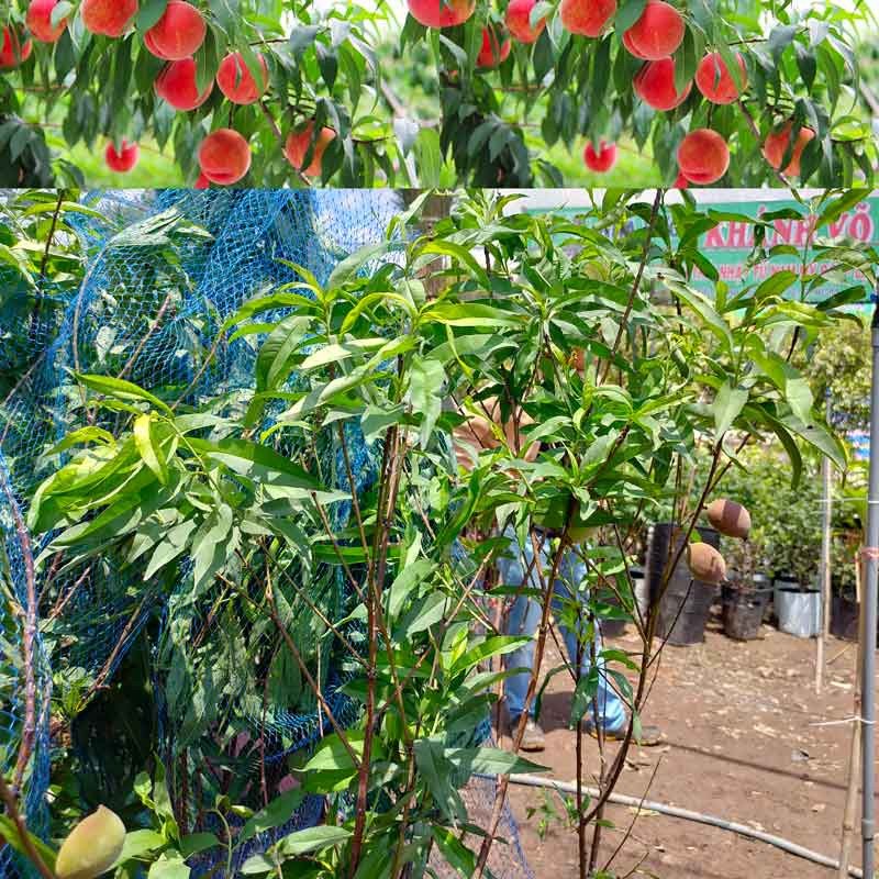 Cây Đào Tiên chịu nhiệt Nhật Bản trái xum xuê