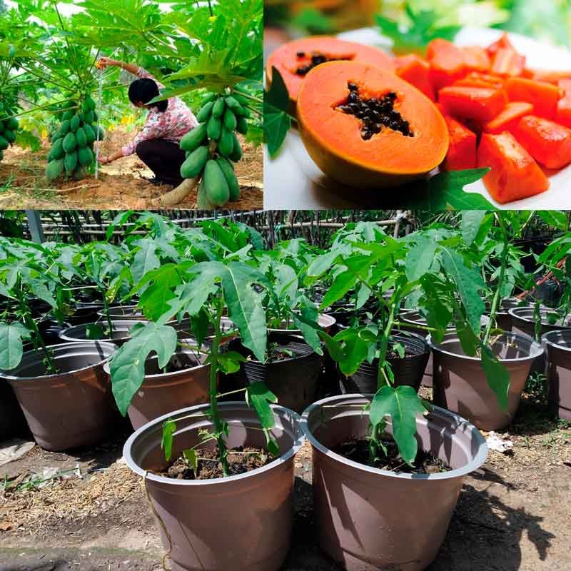 Cây giống Đu Đủ lùn