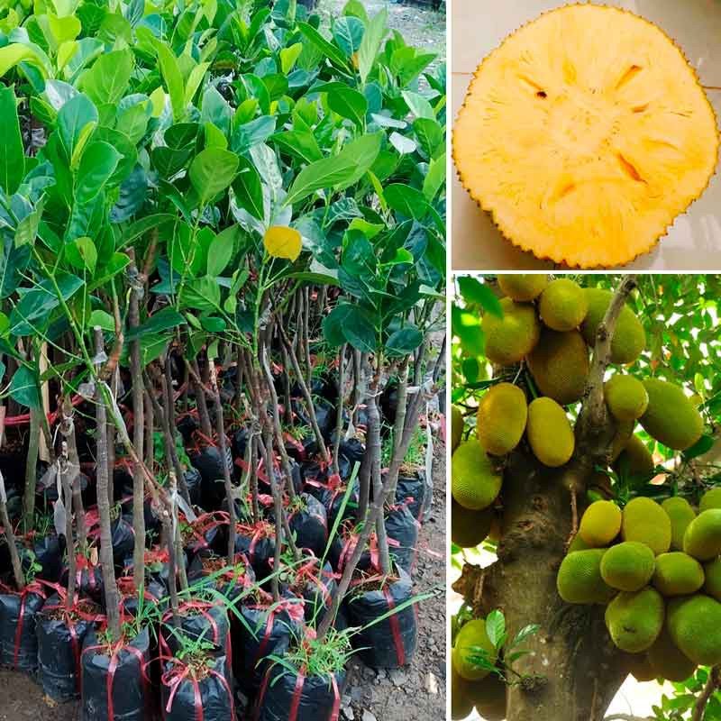 Cây giống Mít không hạt