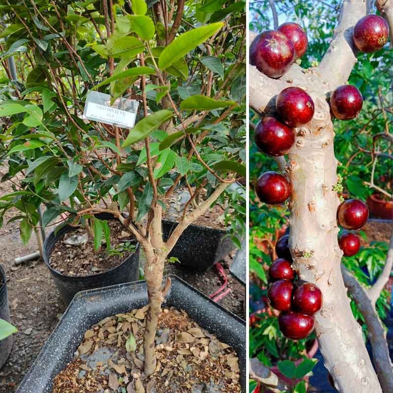 Cây Nho thân gỗ 12 vụ trưởng thành