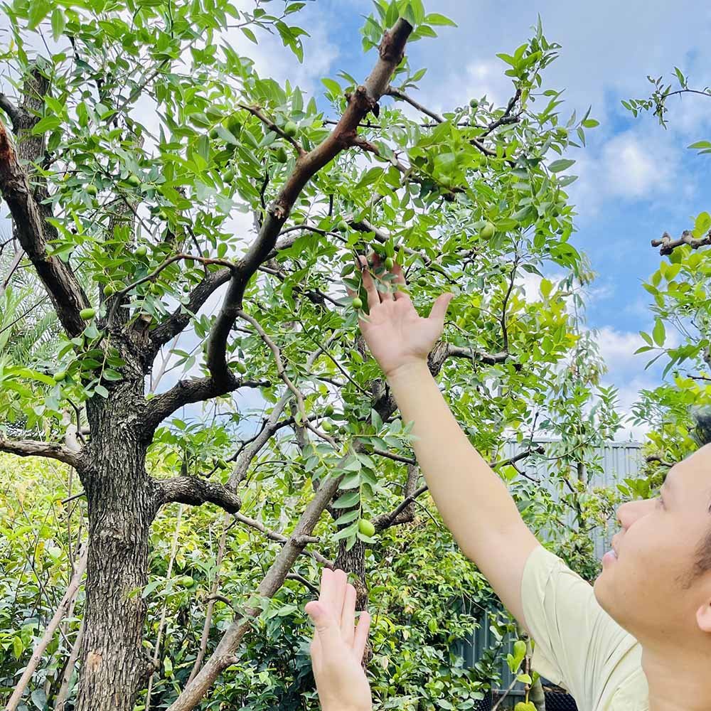 Cây Táo tàu trưởng thành 2