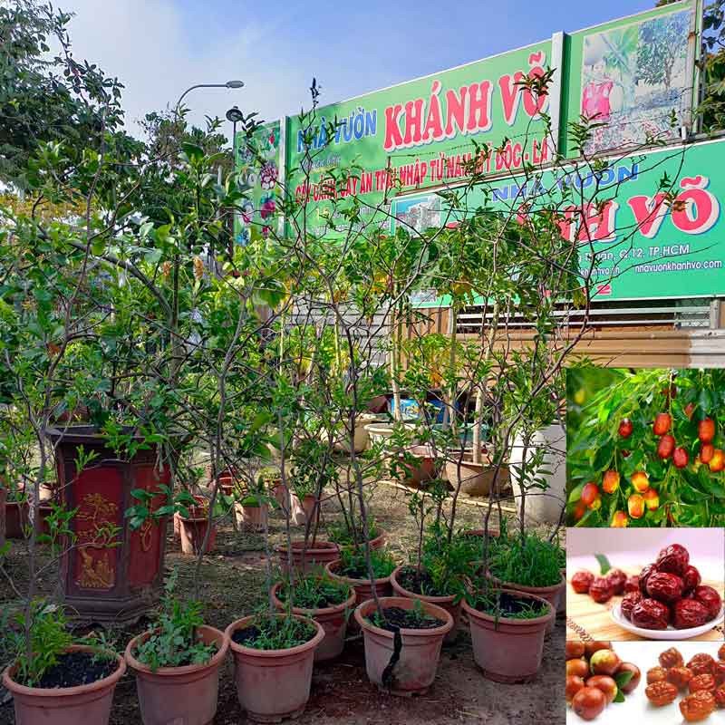 Cây Táo tàu trưởng thành