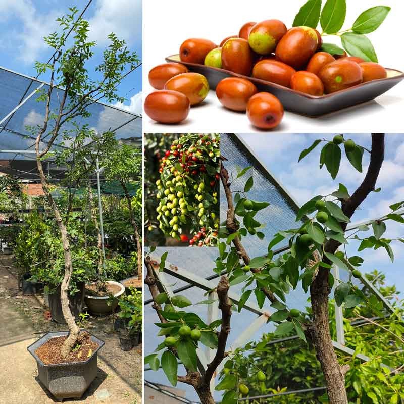 Cây Táo tàu gốc khủng cao 2m có trái