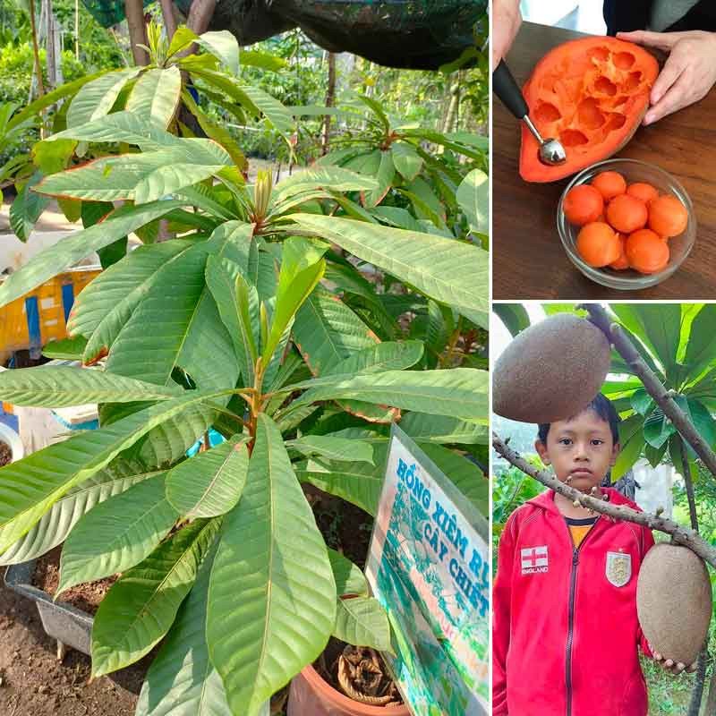 Cây Hồng xiêm ruột đỏ khổng lồ Thái Lan loại chiết đã ra trái