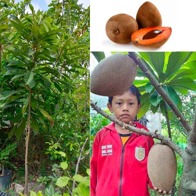 Cây Hồng xiêm ruột đỏ khổng lồ Thái Lan cao 2m