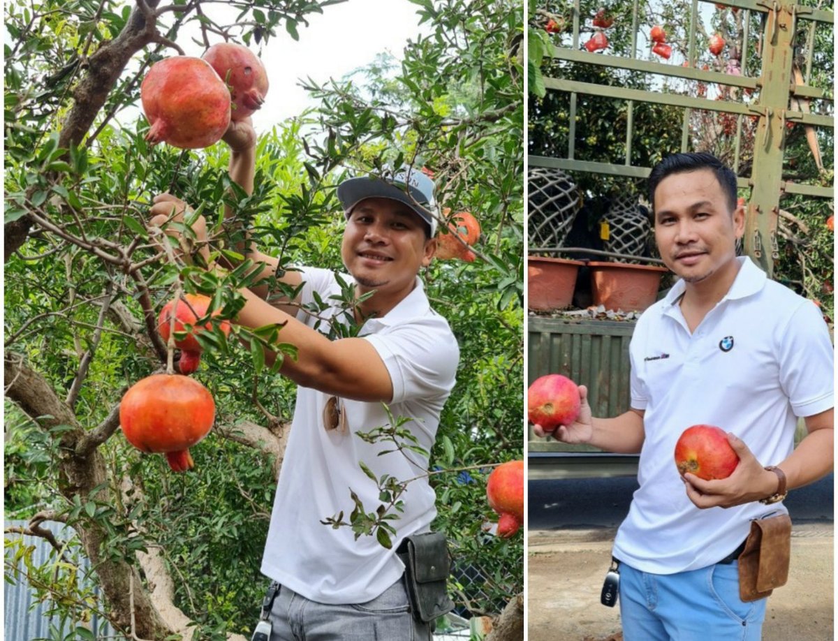 Cây Lựu đỏ Ấn Độ gốc khủng 2