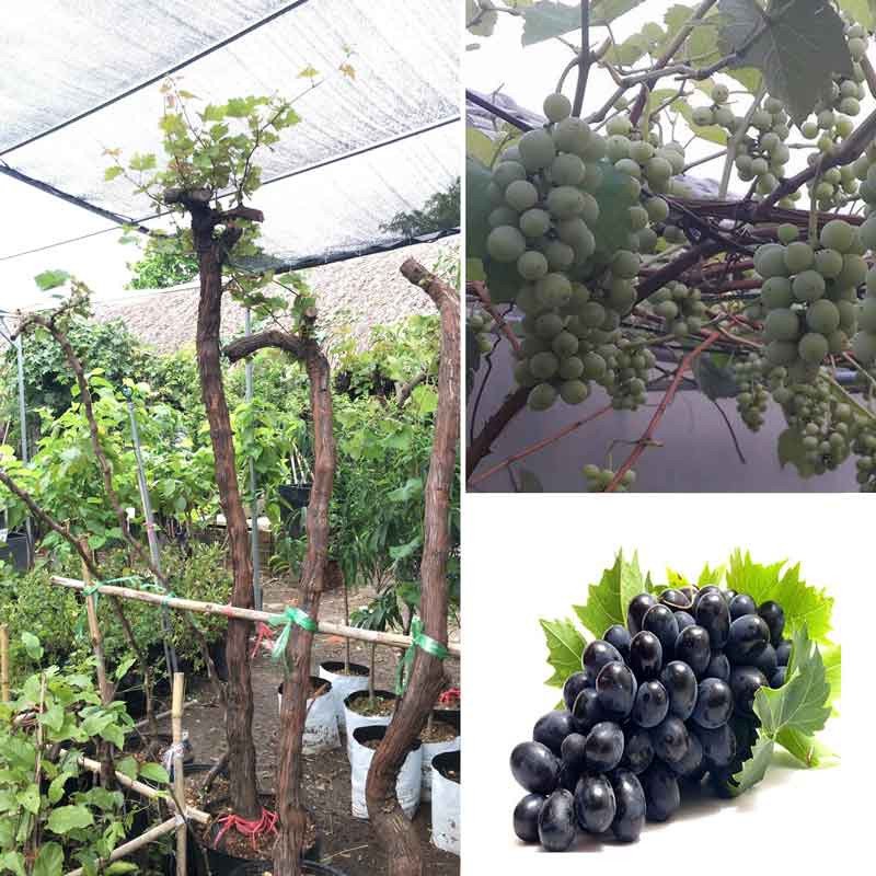 Cây Nho Pháp leo giàn gốc to đã ra trái