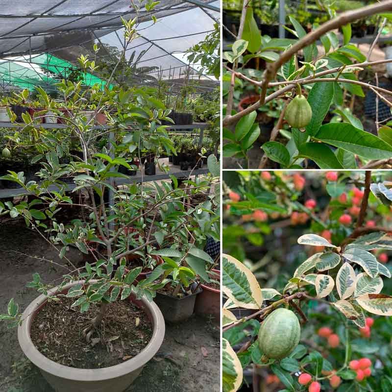 Cây Ổi Cẩm Thạch đang trái [Hết hàng]