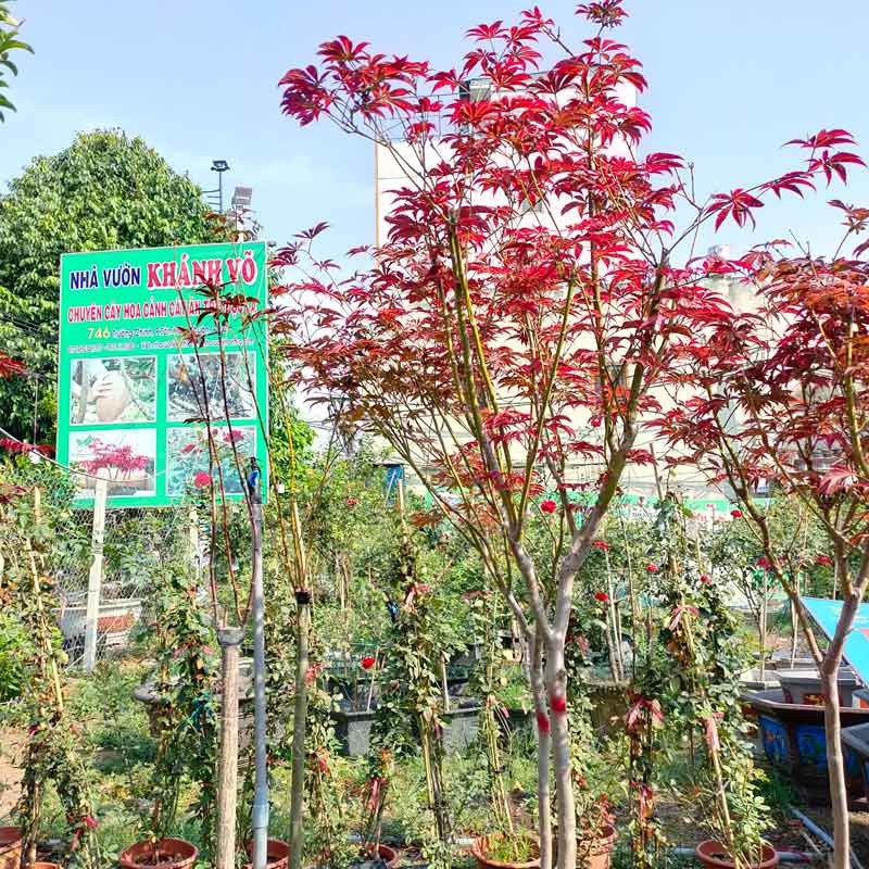 Cây Phong lá đỏ Nhật Bản loại đại 2