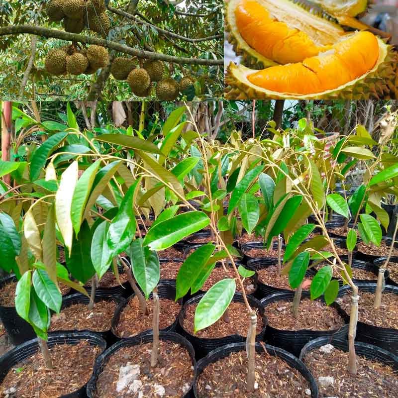 Cây Sầu riêng Ri6 cây nhỡ