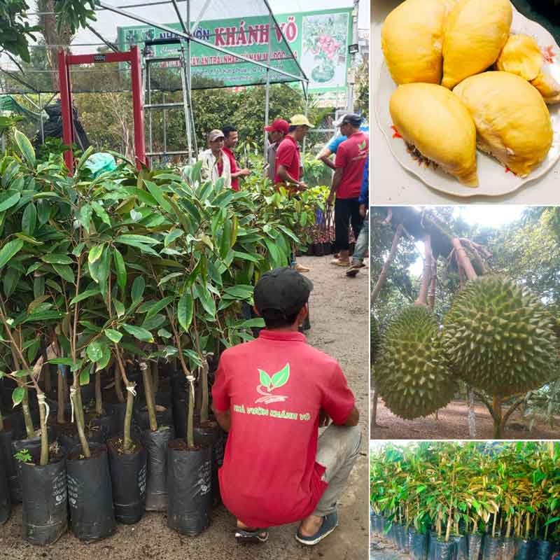 Cây Sầu riêng Monthong
