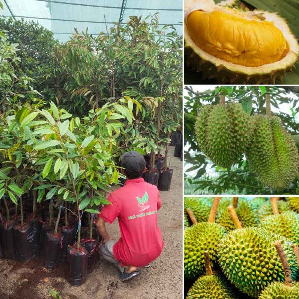 Cây Sầu riêng Musang King