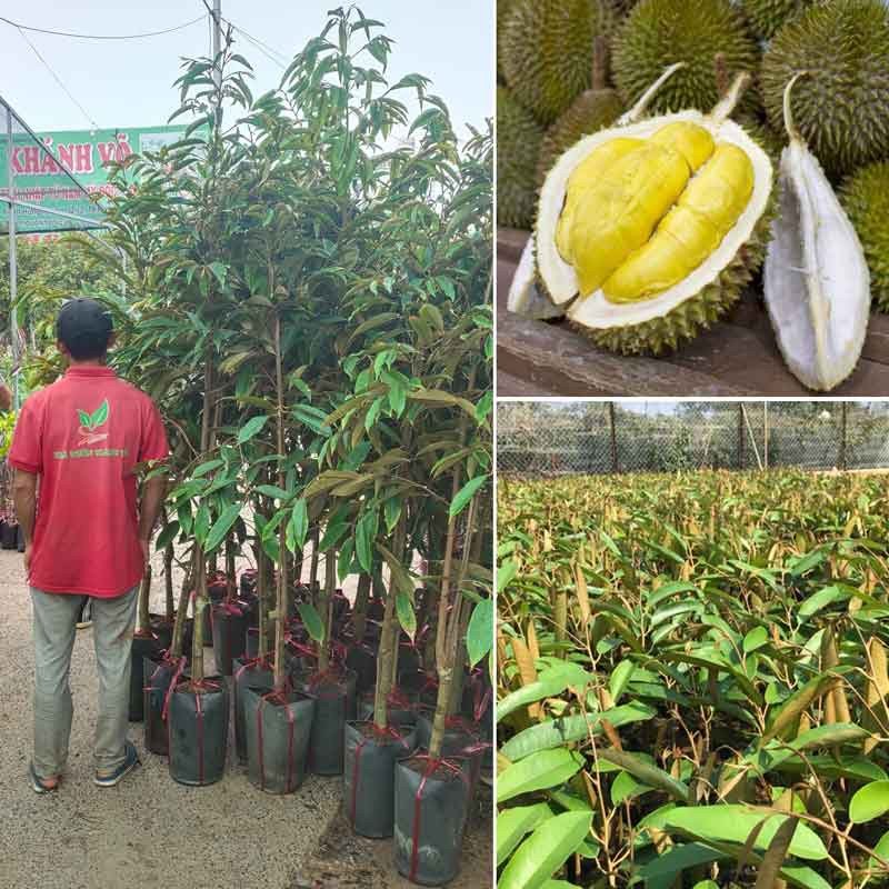 Cây Sầu riêng khủng sắp ra trái