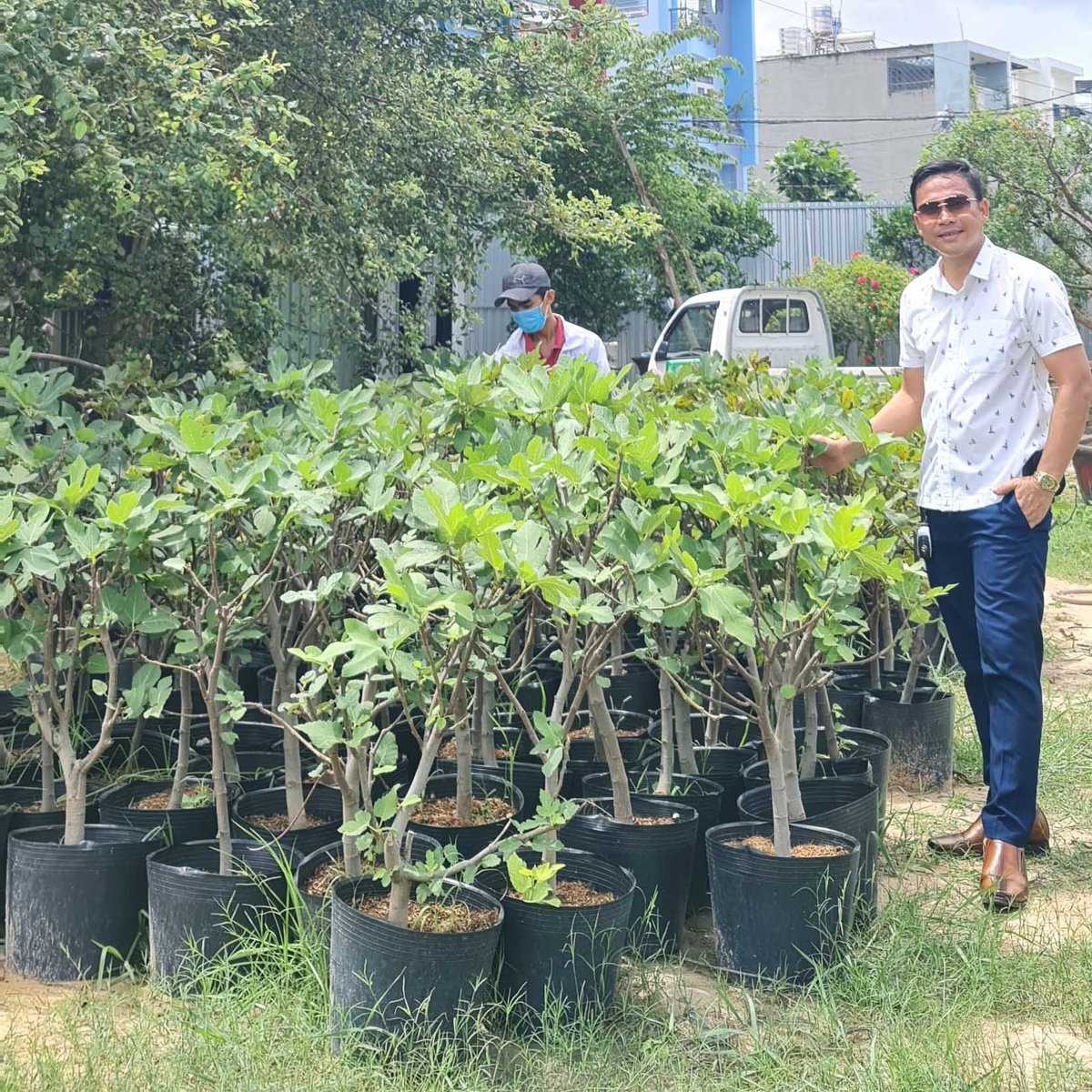 Cây Sung Mỹ chiết đã ra trái