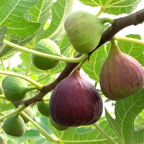 Cây Sung Mỹ chiết đã ra trái 2
