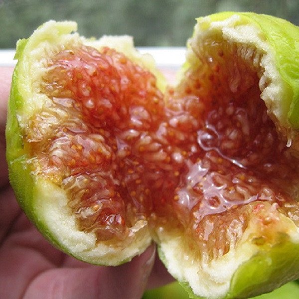 Cây Sung Mỹ chiết đã ra trái 3