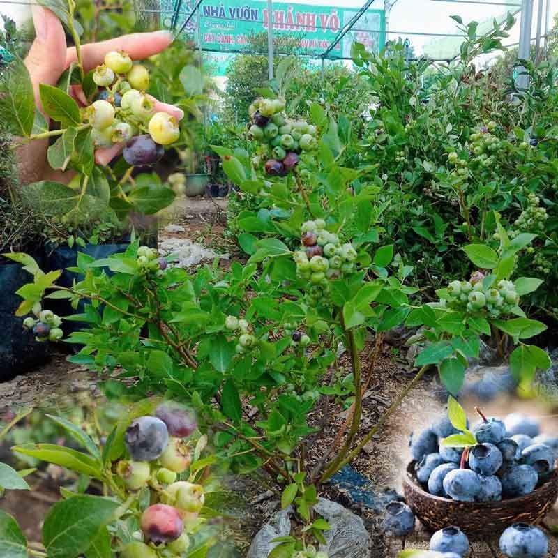 Cây Việt Quất tứ quý siêu trái