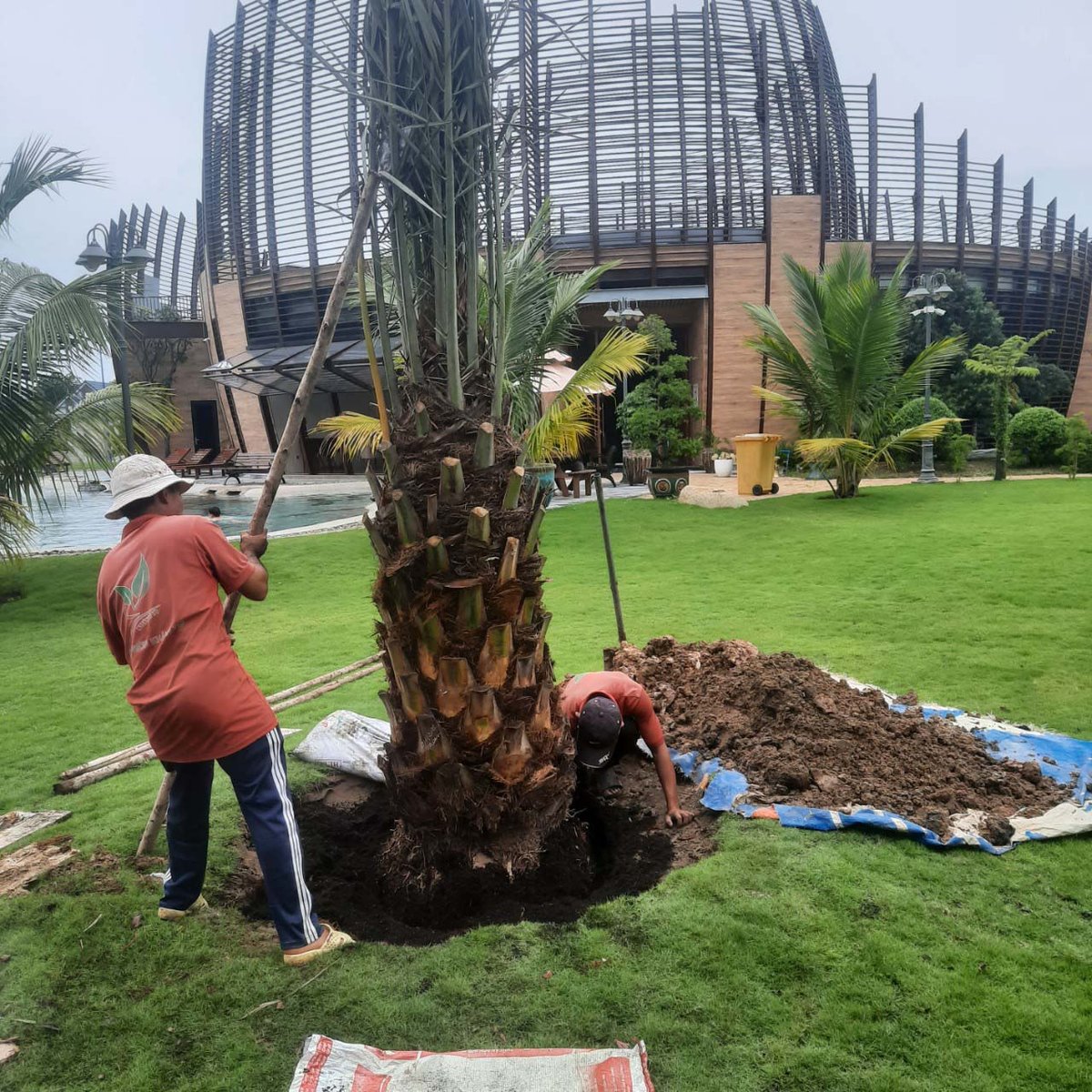 Cây Chà Là Barhee UAE (Ả Rập) trưởng thành