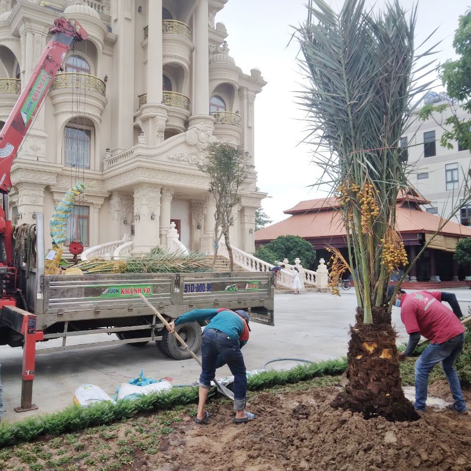Cây Chà Là Barhee UAE (Ả Rập) có trái