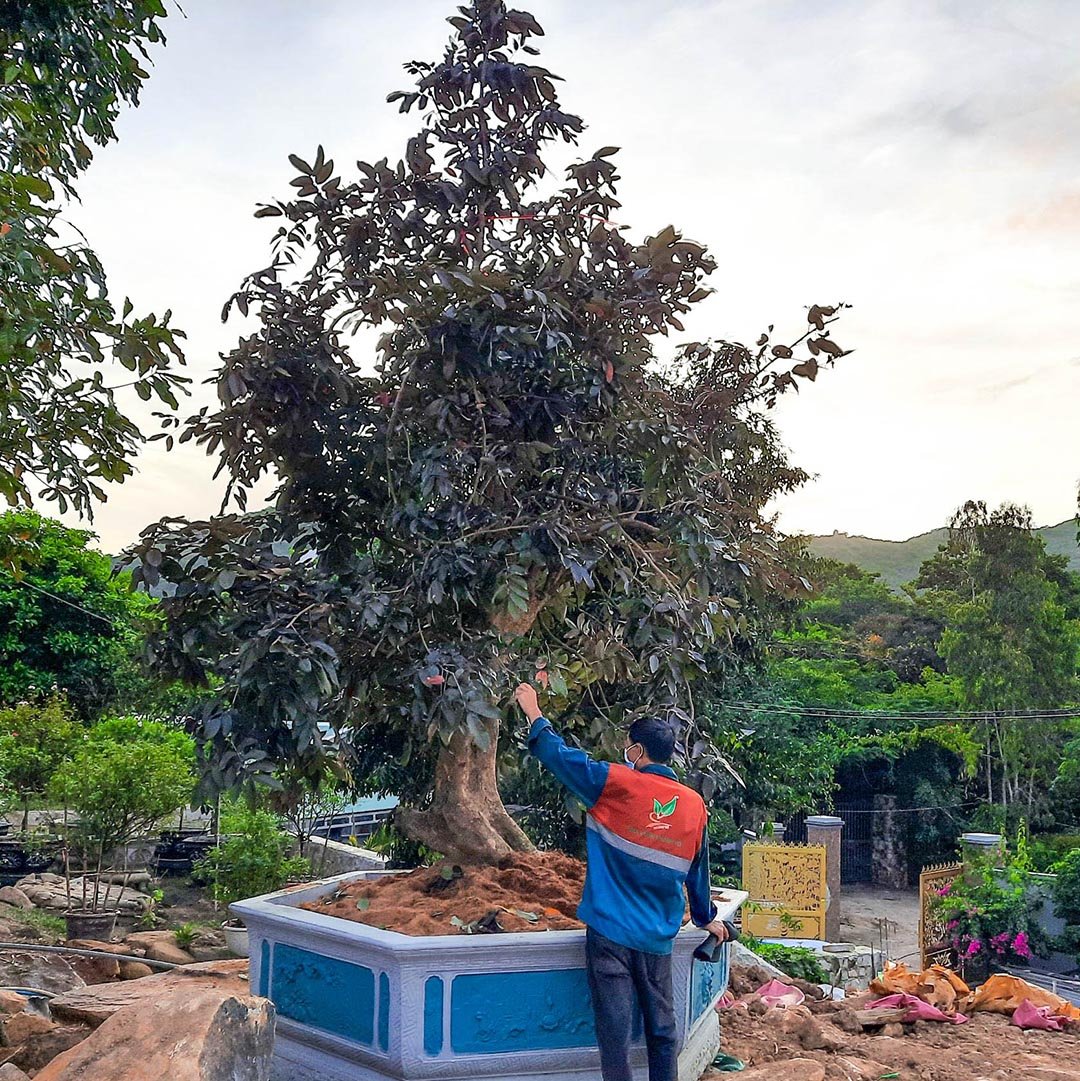 Cây Nhãn Tím trưởng thành gốc to