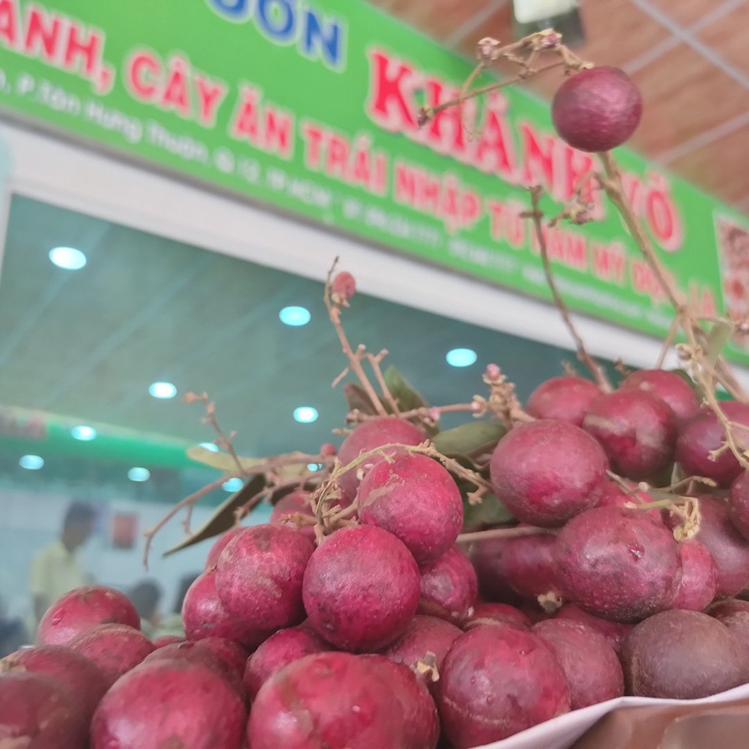 Cây Nhãn Tím trưởng thành gốc to 2
