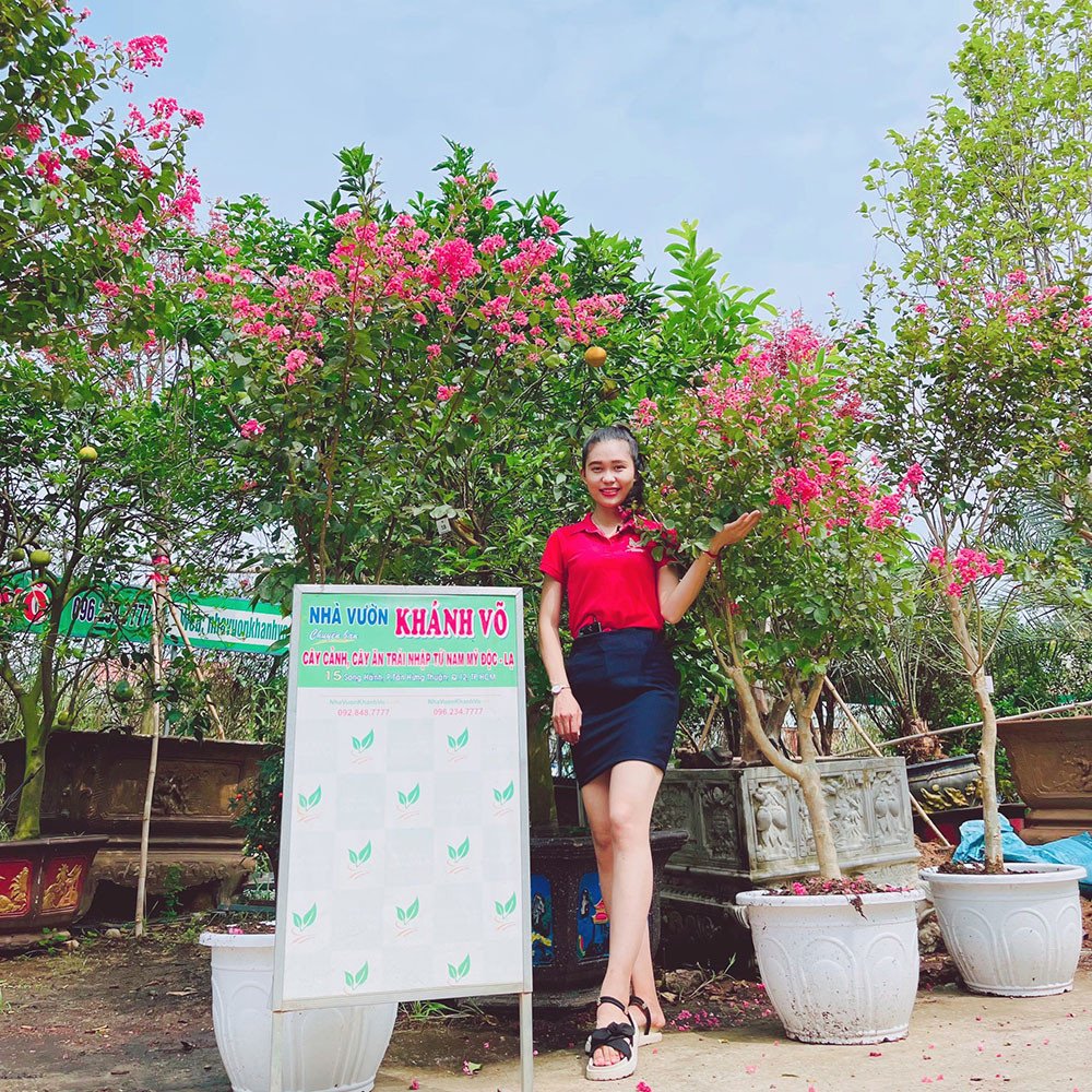 Cây hoa Tường Vy Khánh Võ trưởng thành