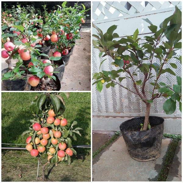 Cây Táo Lùn Mỹ sắp có hoa khoảng 60-80cm