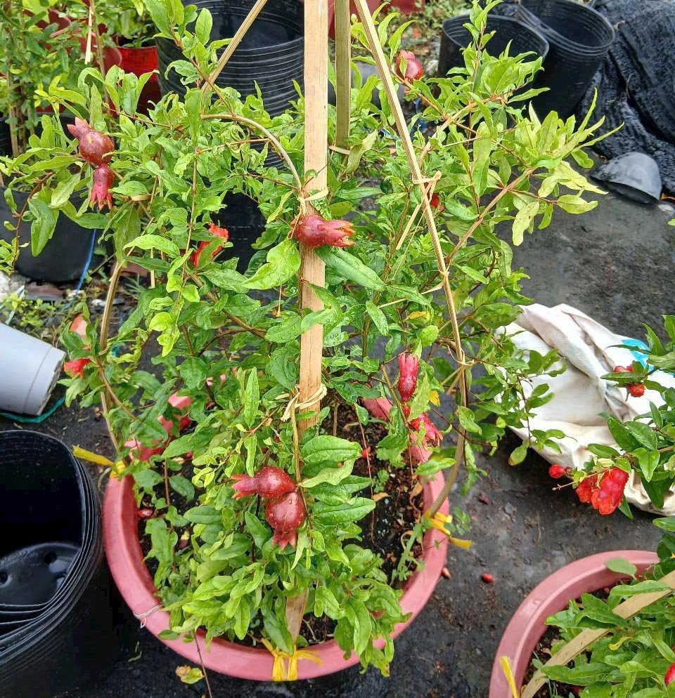 Cây Lựu Đỏ Ai Cập – Giống Cây Cảnh Phong Thủy Mang Tài Lộc, Trái To Đỏ Ngon 2