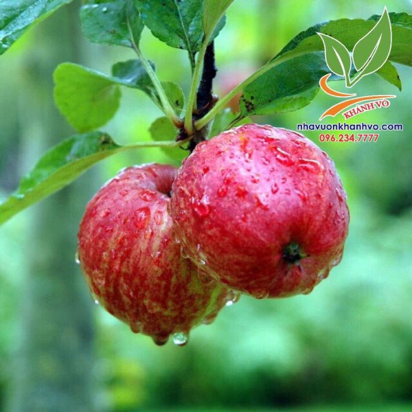 Cây Táo Lùn Mỹ đang trái xum xuê 2