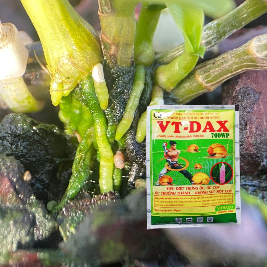Thuốc diệt ốc VT-DAX 700WP (gói 35g) 2