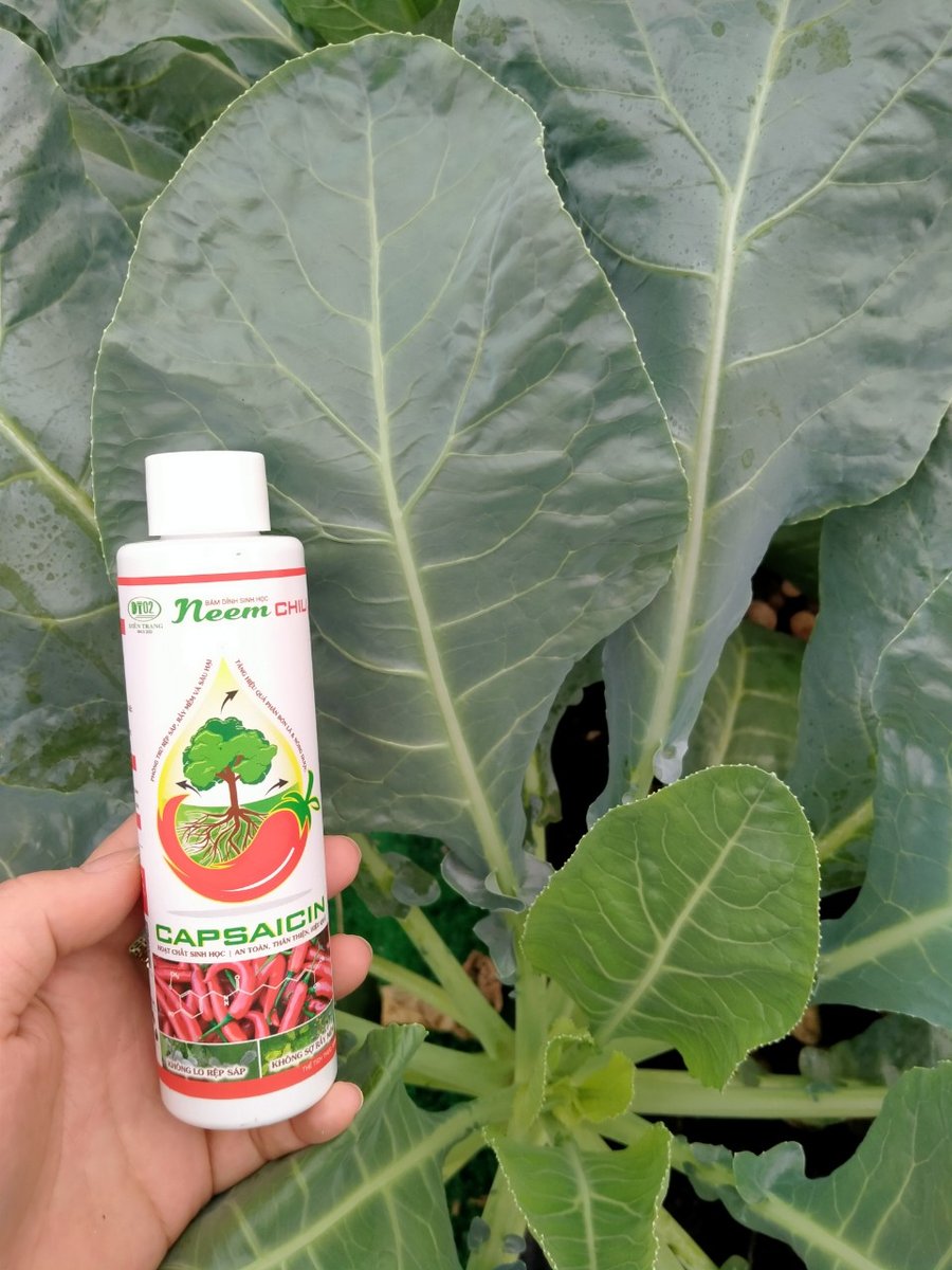 Neem Chili – Chai 150ml/500ml – Chất bám dính sinh học trừ sâu rầy bọ trĩ (24chai/thùng) 3