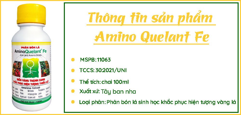 Phân Bón Lá Amino Fe 100ml – Biến Lá Vàng Thành Lá Xanh 3