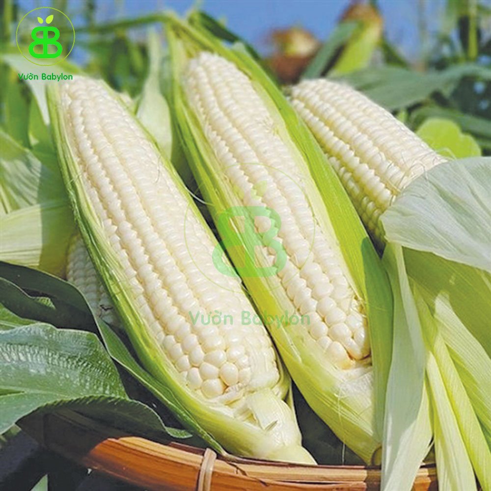 Hạt Giống Bắp Nếp nù cao san PN 99 3