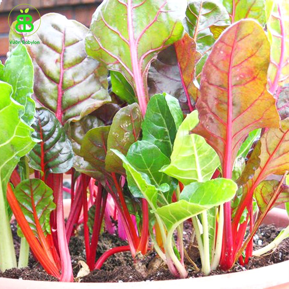 Hạt Giống Cải Cầu Vồng Phú Nông – Tỉ Lệ Nãy Mầm Cao Kháng Bệnh Tốt 3