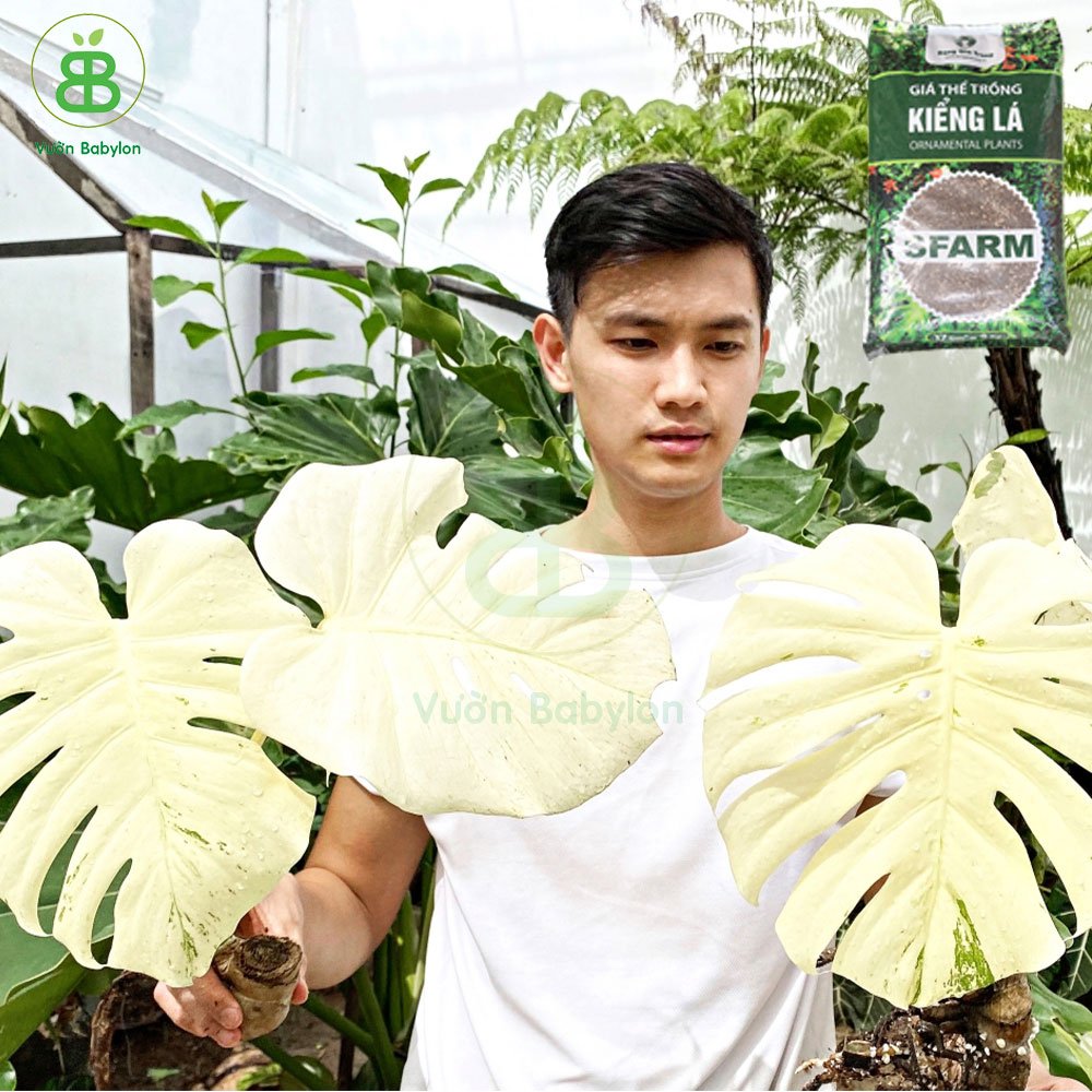 Giá thể trồng kiểng lá Sfarm (17dm³) – Giá thể trồng cây hữu cơ, an toàn 3