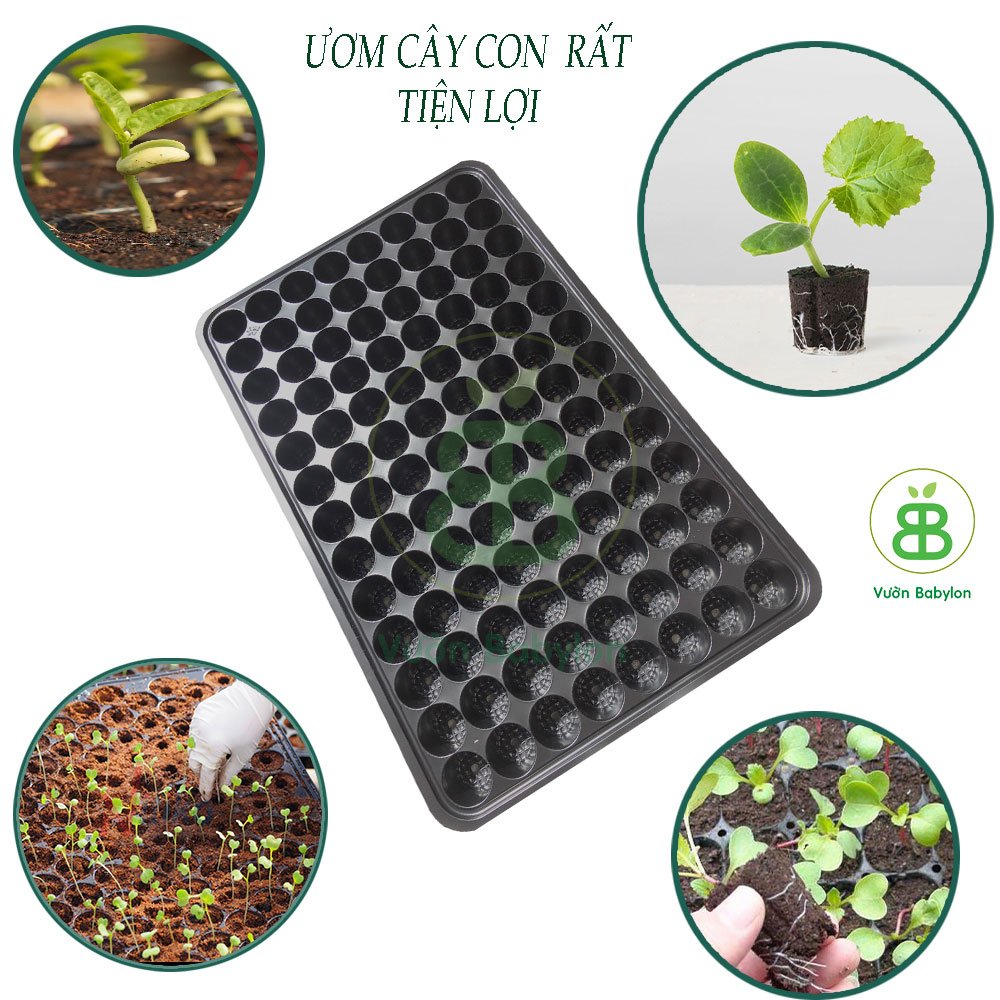 khay ươm hạt giống (vỉ ươm hạt giống) 104 lỗ 3