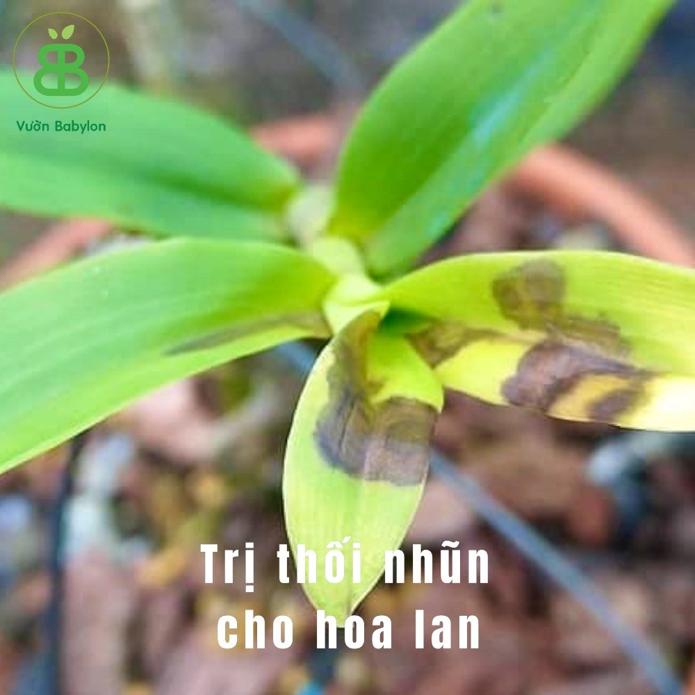 Thuốc Đặc Trị Thối Nhũn PONER – 40TB Cho Lan, Bắp Cải Và Cây Cảnh 3