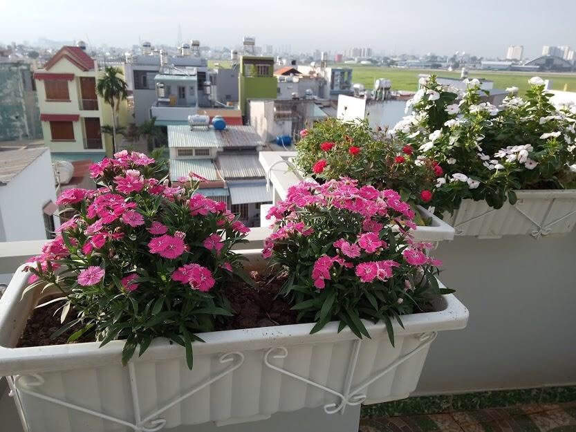 Khung Sắt (Chậu) Treo Lan Can, Ban Công Trồng Hoa, Rau 20x60cm 3