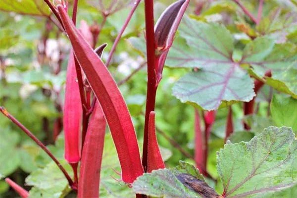 Hạt Giống Đậu Bắp Đỏ Cao Sản 3
